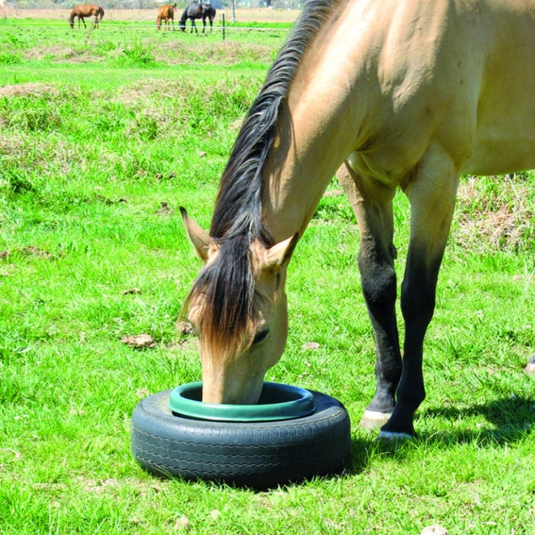 Equine - Polymaster