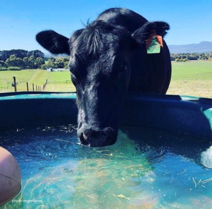 A cow drinking from a tub in a field.