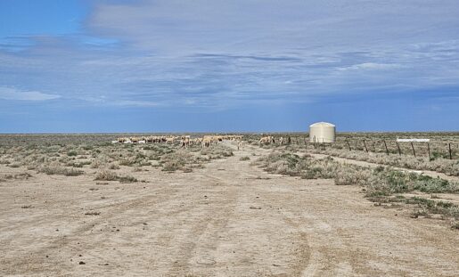 Polymaster poly water tank supplying water to a livestock herd on a dry rural property during drought conditions in outback Australia