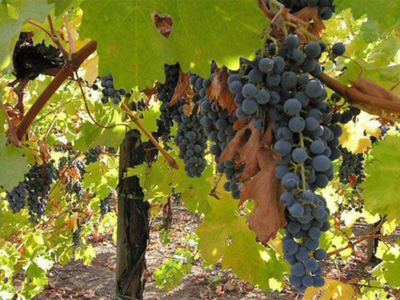 Grapes from a grape vine in Petaluma Winery