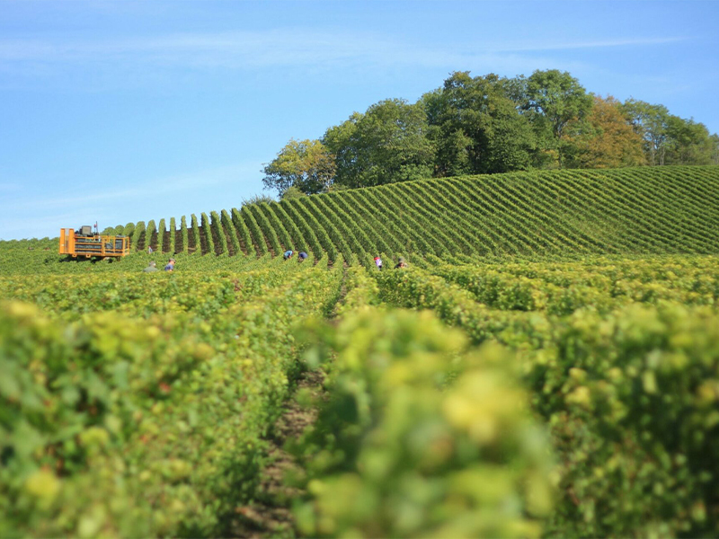 Landscape of grapes in Petaluma Winery