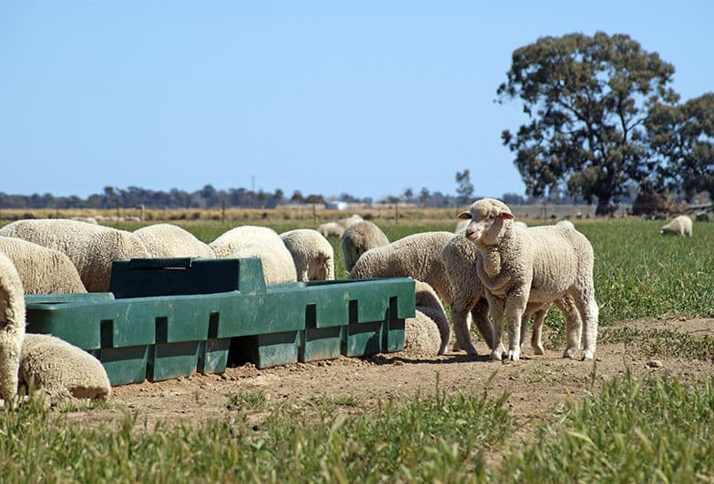 polymaster-agriculture-sheep-784x532