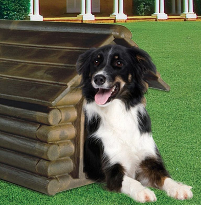 Dog House