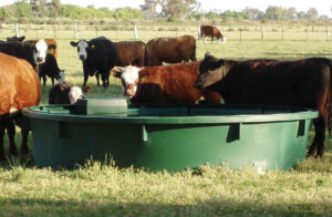 Cows around MT45 Trough-1