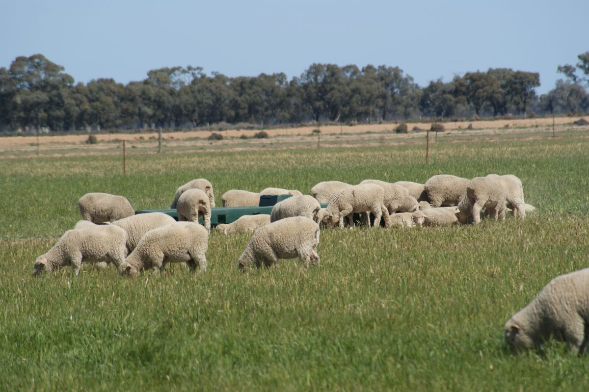 Sheep Drinking from Trough
