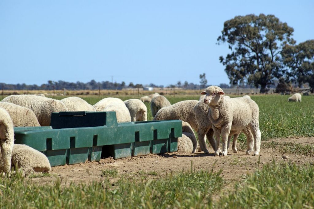 Water Trough in paddock
