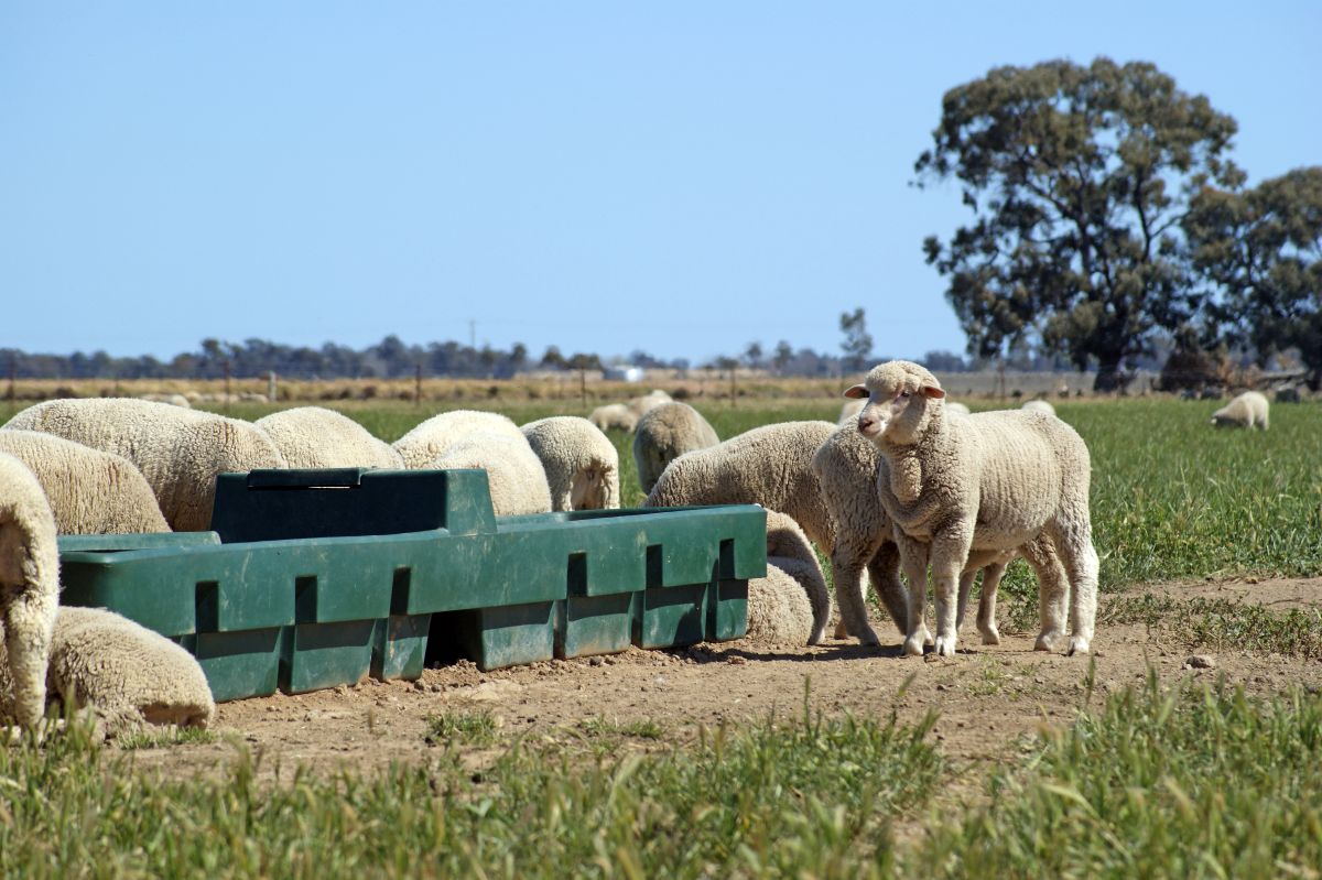 Water Trough in paddock