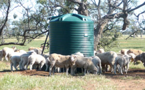 Polymaster Stock Watering Tank & Trough