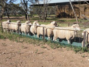 Sheep in footrot bath