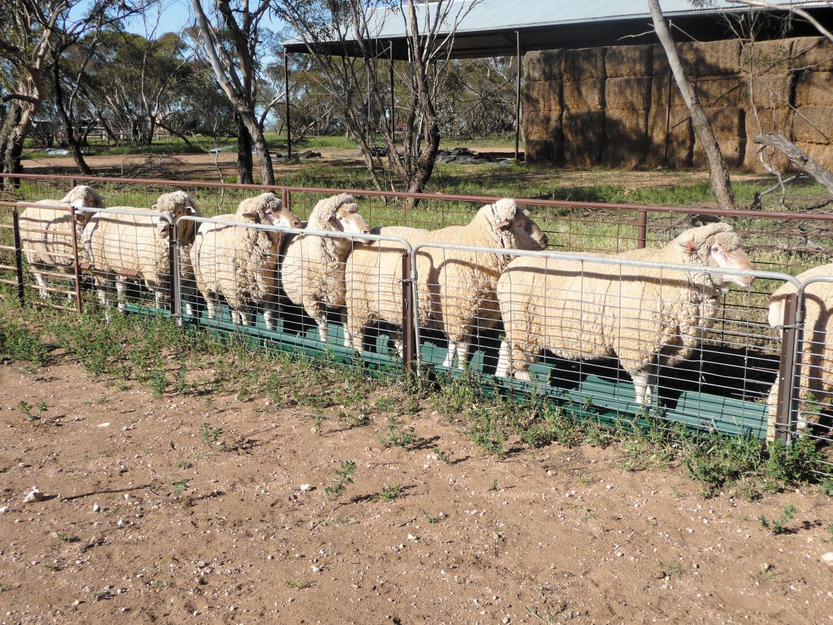 Sheep in footrot bath