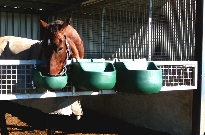 Stable Drinker