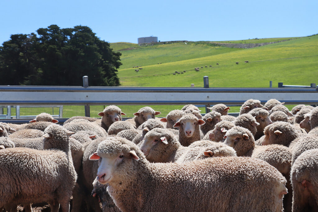 Sheep Farm